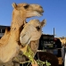 camel_embaba_cai_v_0084_egy0349.jpg